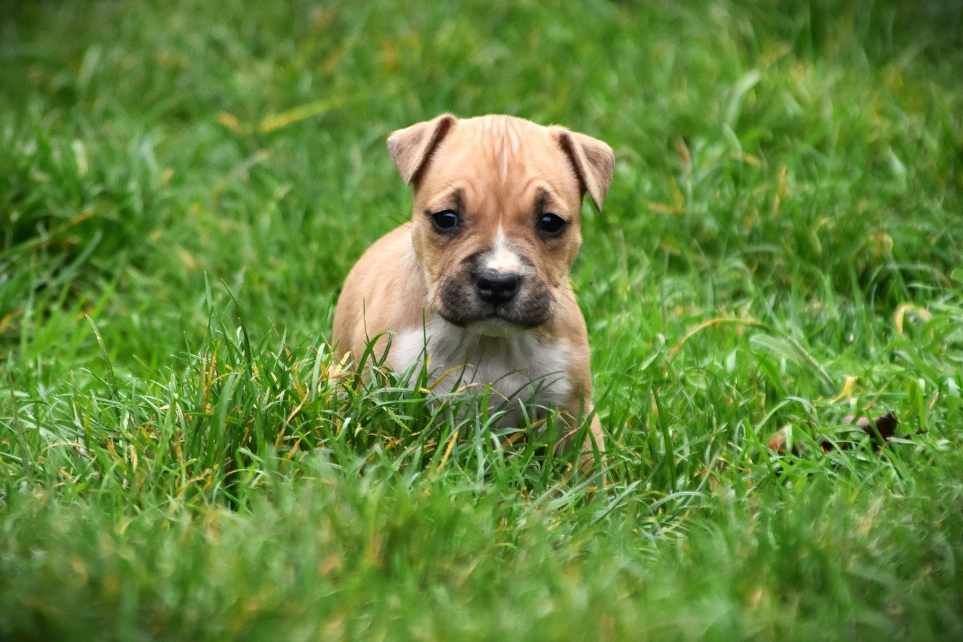 Lechis - Chiots disponibles - American Staffordshire Terrier