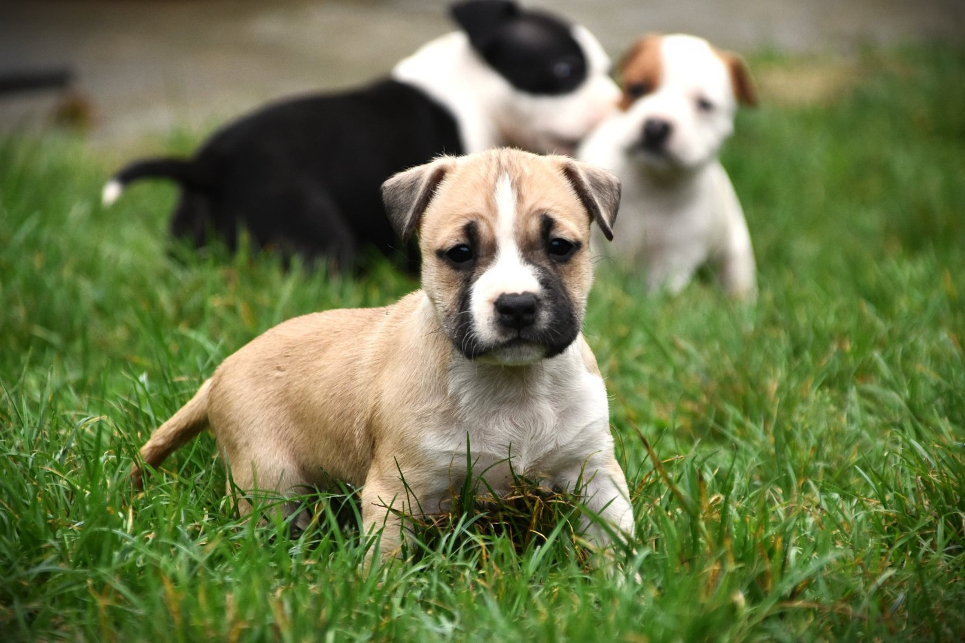 Lechis - Chiots disponibles - American Staffordshire Terrier