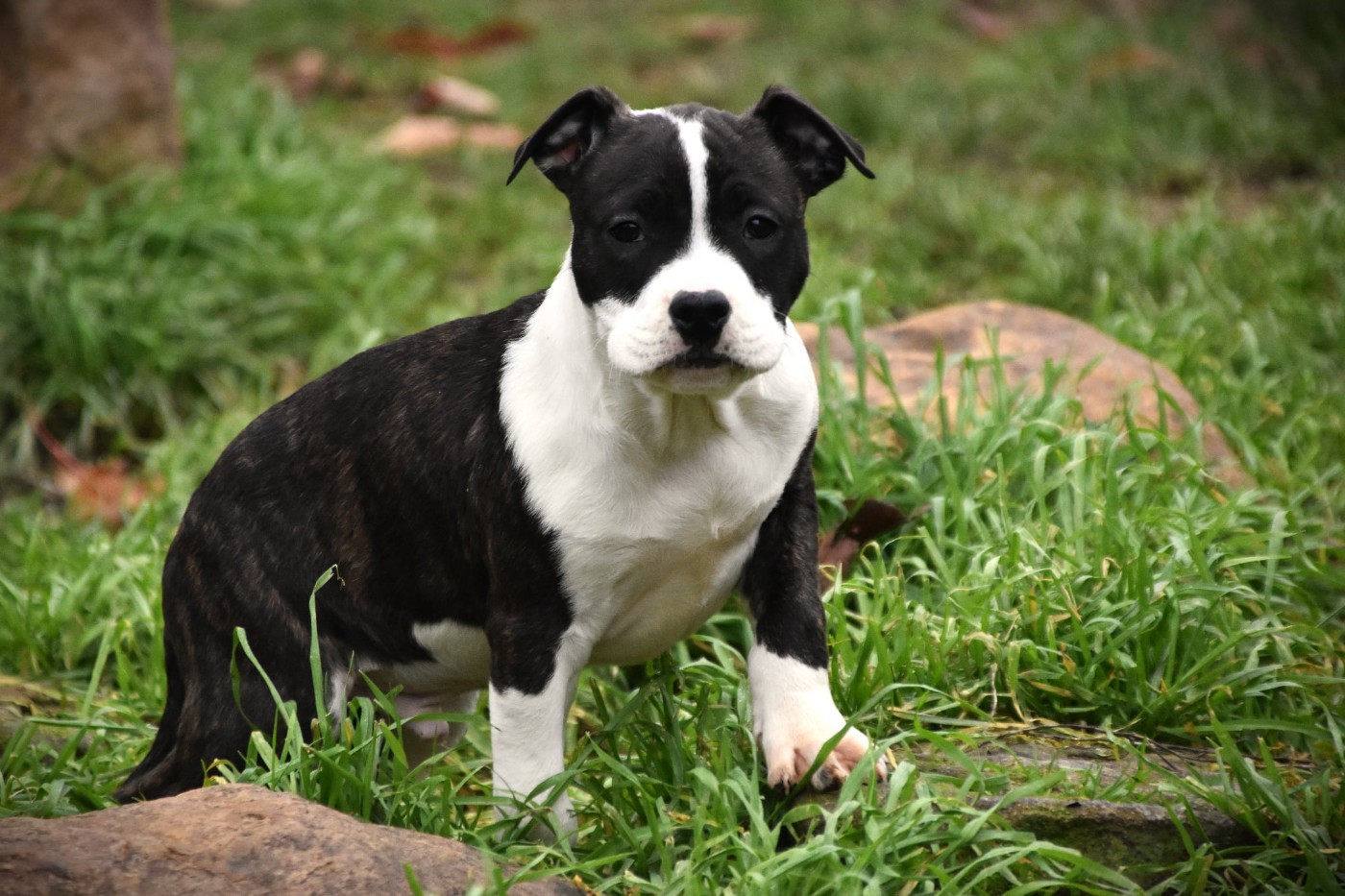 Lechis - Chiots disponibles - American Staffordshire Terrier