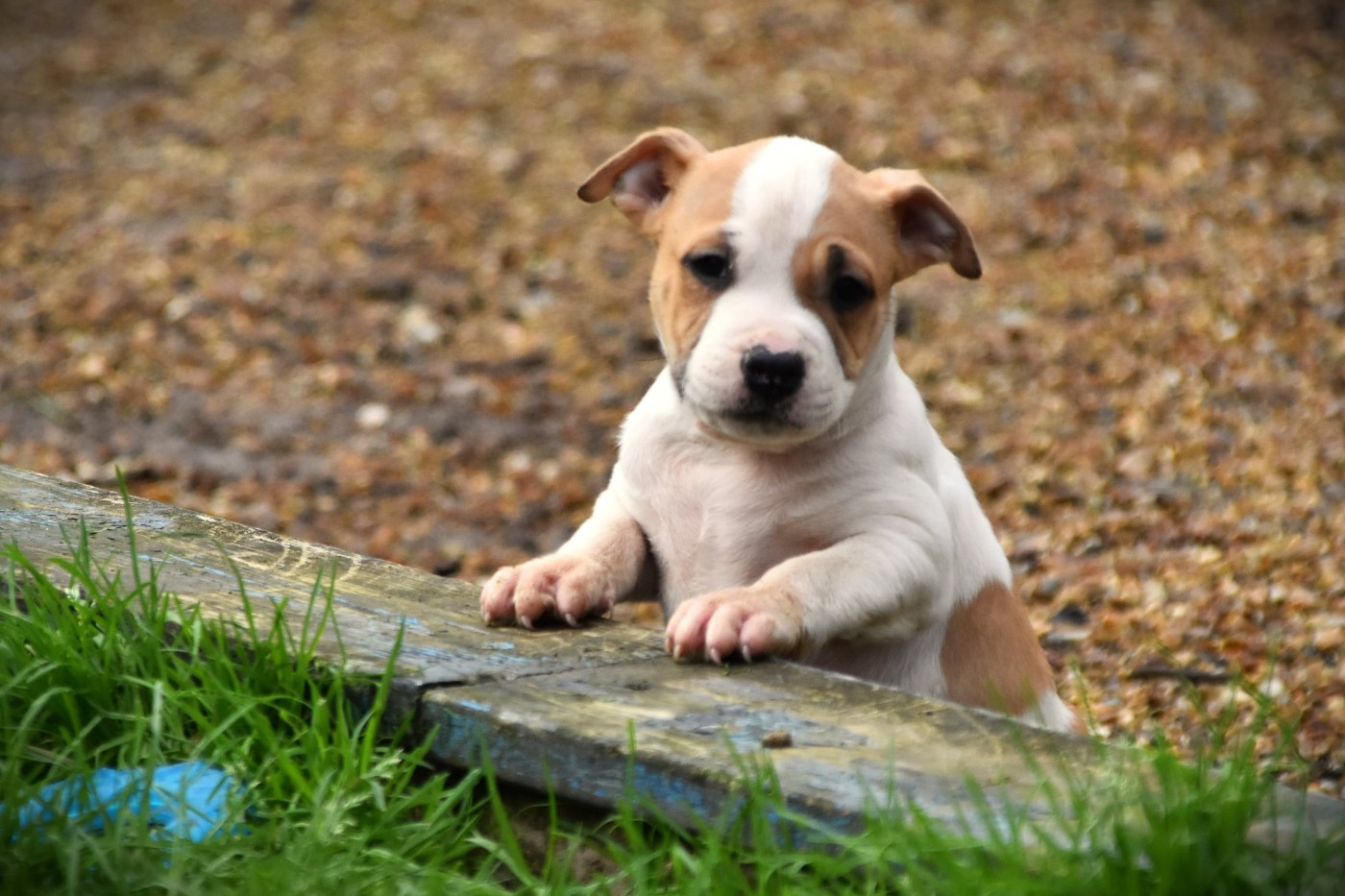 Lechis - Chiots disponibles - American Staffordshire Terrier