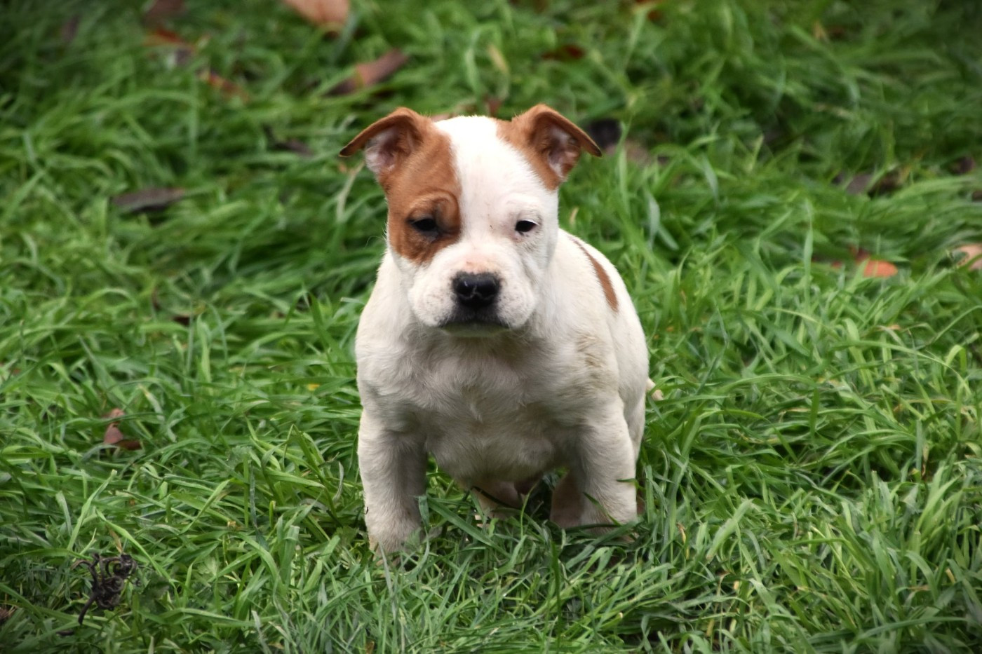 Lechis - Chiots disponibles - American Staffordshire Terrier