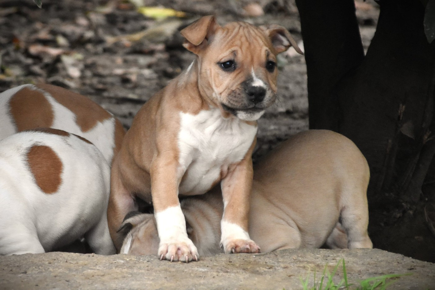 Lechis - Chiots disponibles - American Staffordshire Terrier