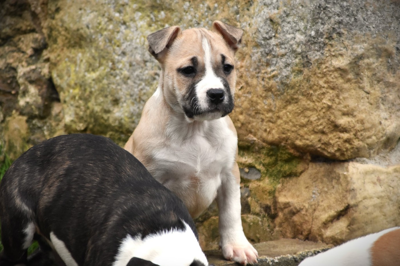 Lechis - Chiots disponibles - American Staffordshire Terrier