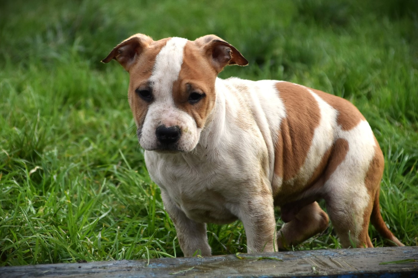 Lechis - Chiots disponibles - American Staffordshire Terrier