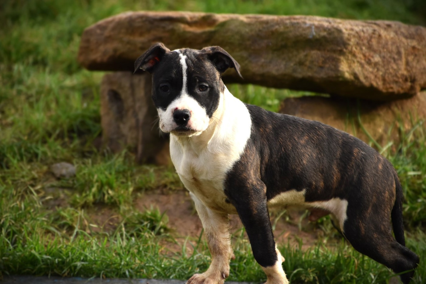 Lechis - Chiots disponibles - American Staffordshire Terrier