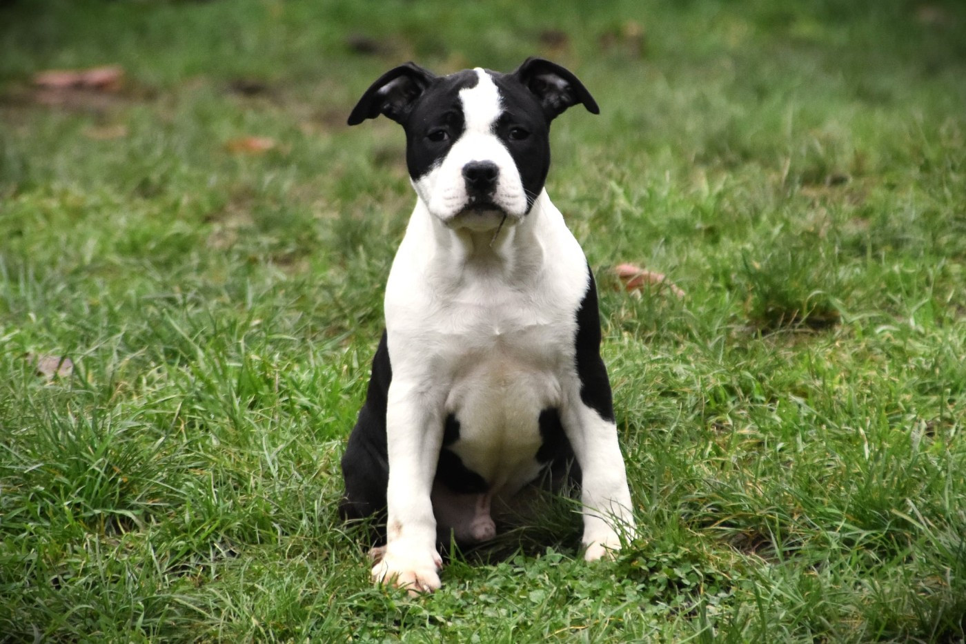 Lechis - Chiots disponibles - American Staffordshire Terrier