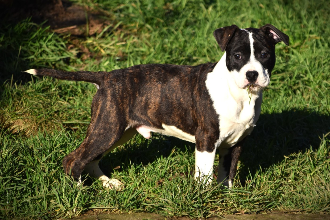 Lechis - Chiots disponibles - American Staffordshire Terrier