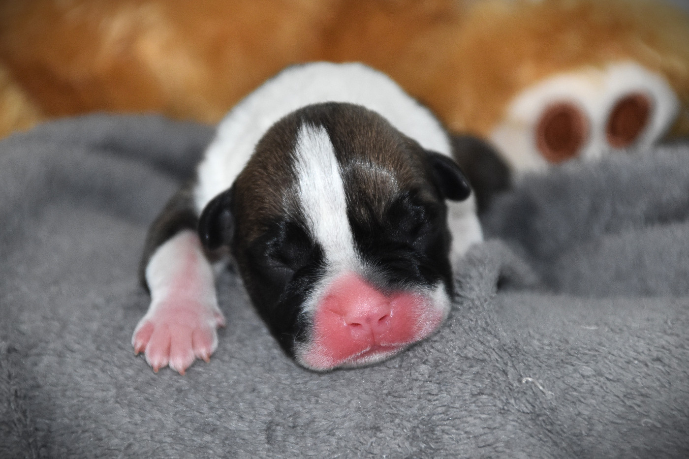 Lechis - Chiots disponibles - American Staffordshire Terrier