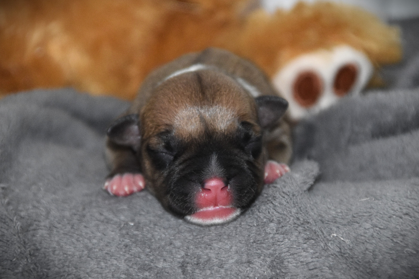 Lechis - Chiots disponibles - American Staffordshire Terrier