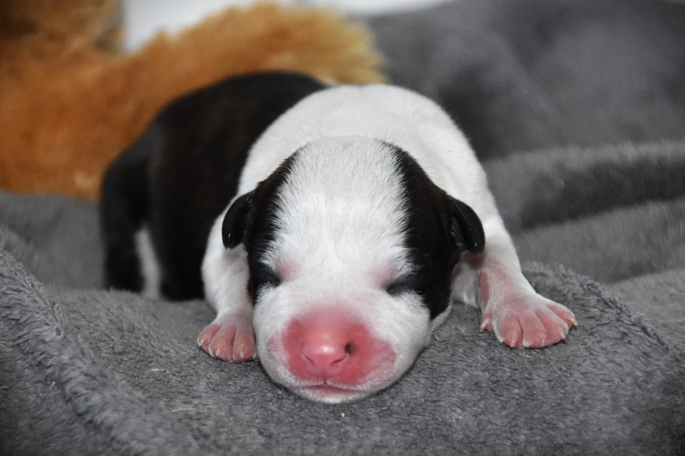 Lechis - Chiots disponibles - American Staffordshire Terrier
