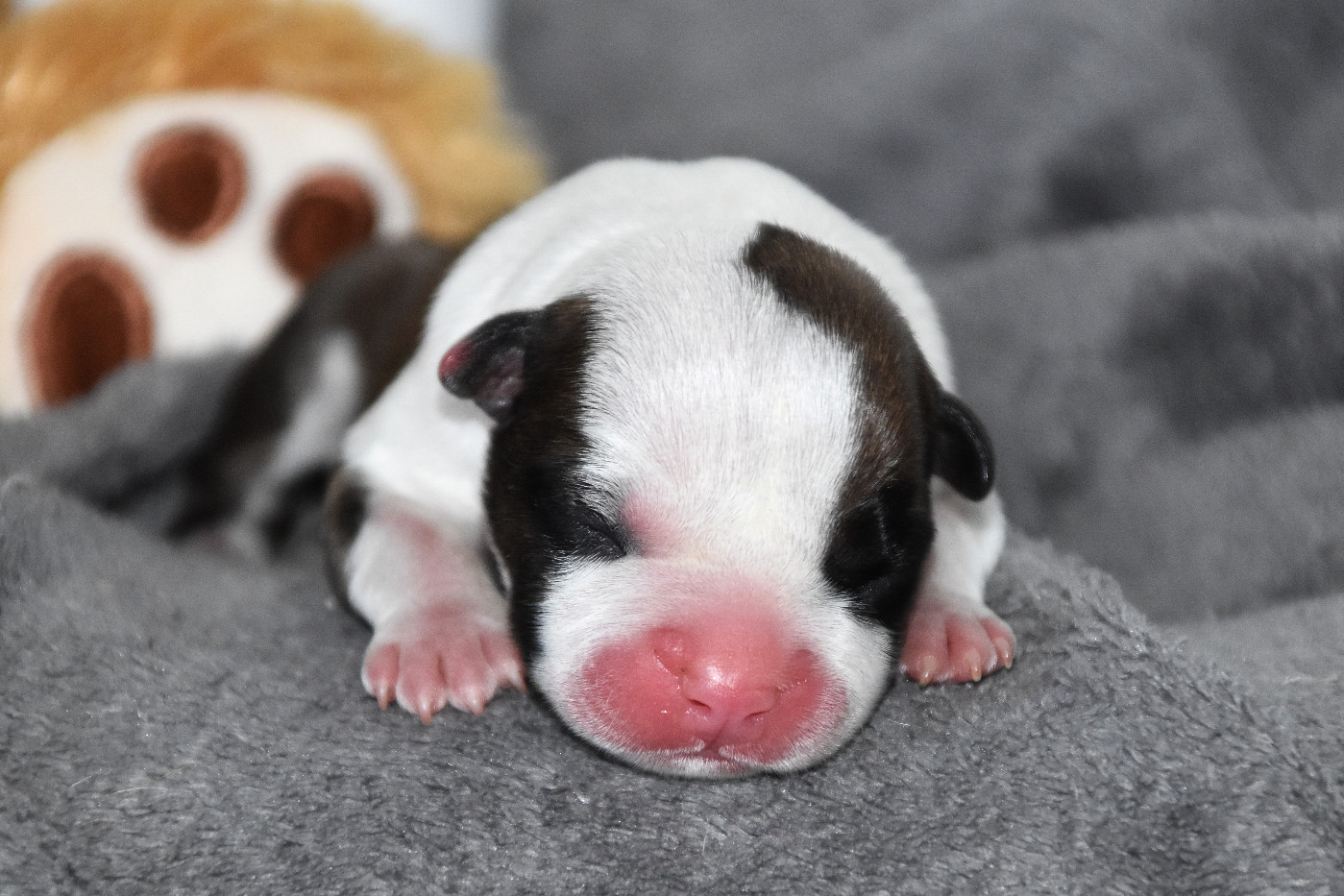 Lechis - Chiots disponibles - American Staffordshire Terrier
