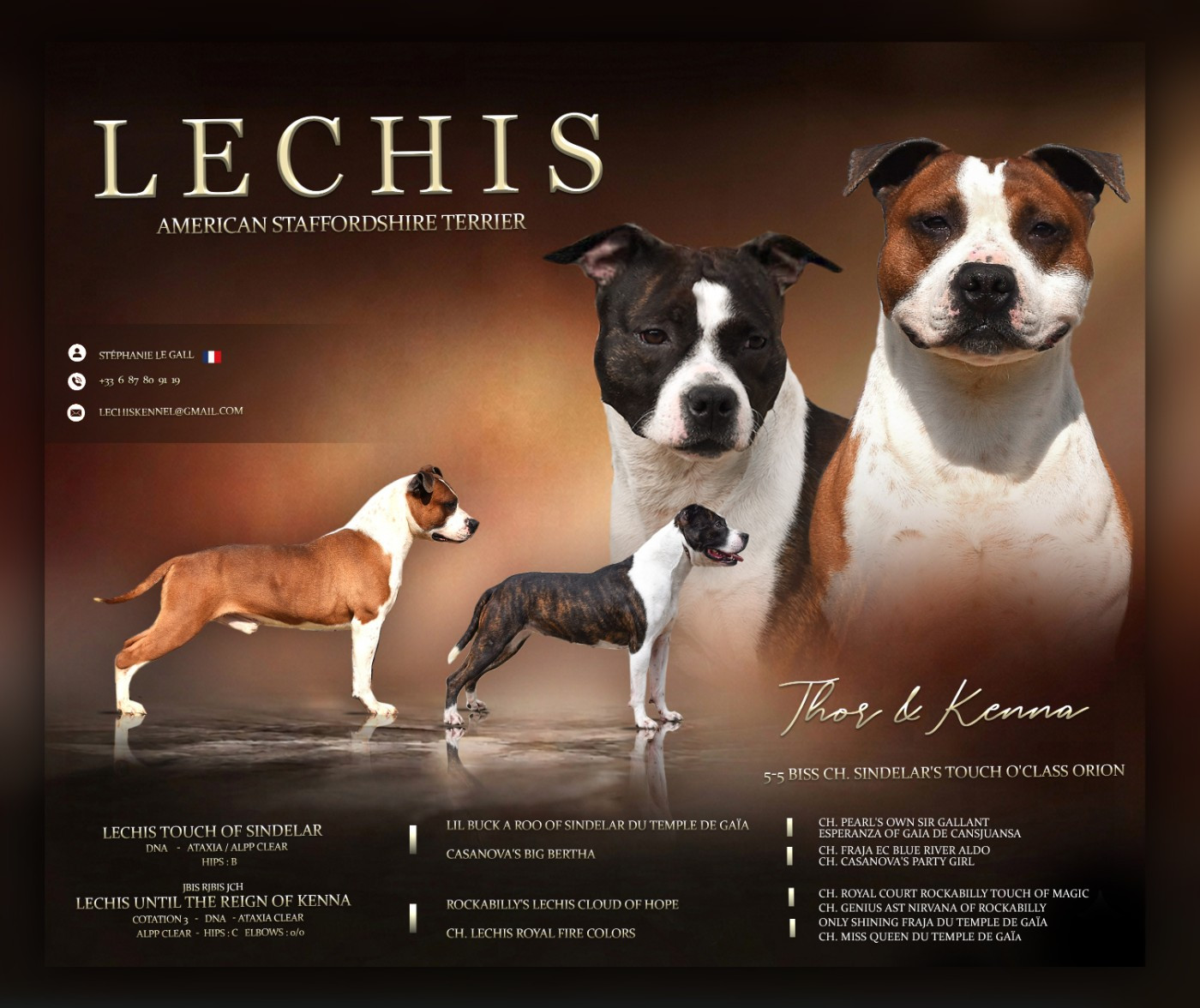 Chiot American Staffordshire Terrier Lechis