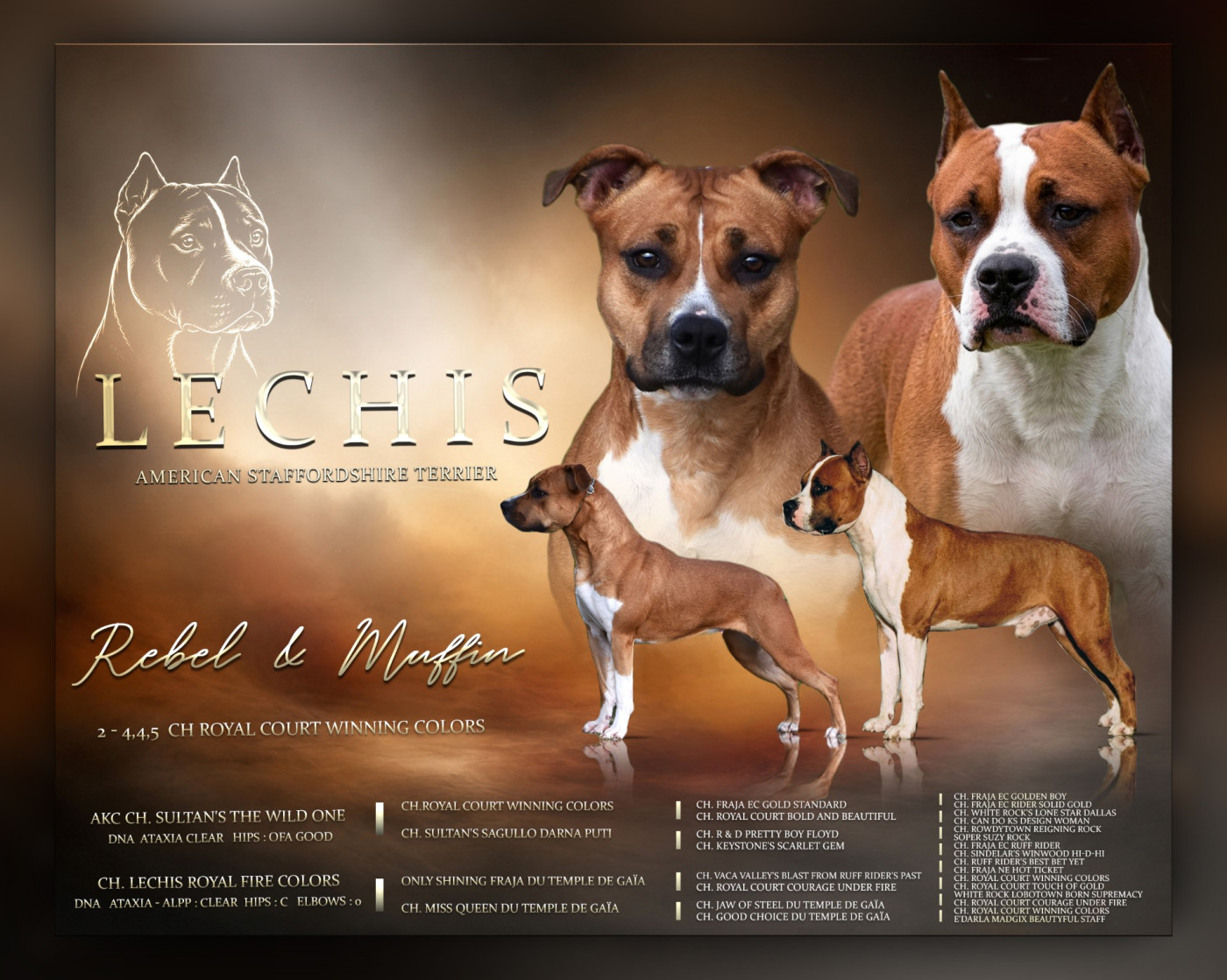 Chiot American Staffordshire Terrier Lechis