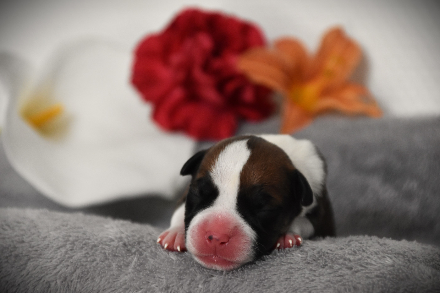 Lechis - Chiots disponibles - American Staffordshire Terrier