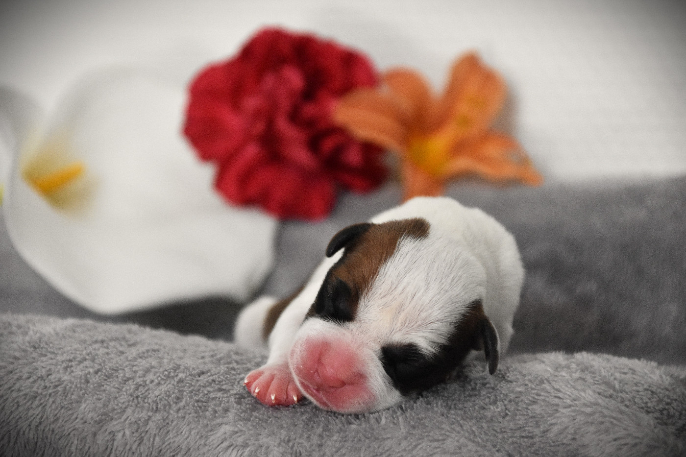 Lechis - Chiots disponibles - American Staffordshire Terrier