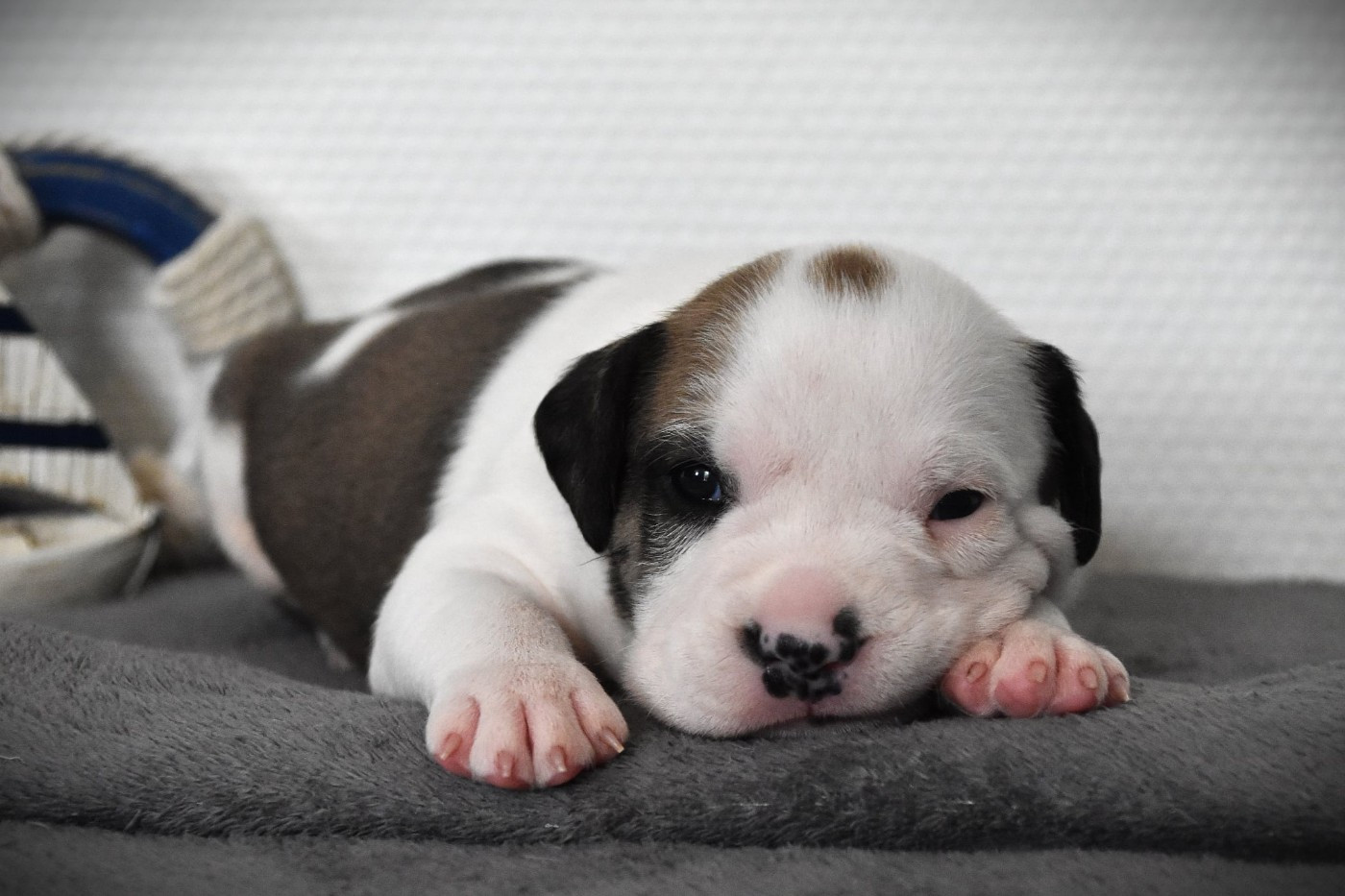 Lechis - Chiots disponibles - American Staffordshire Terrier