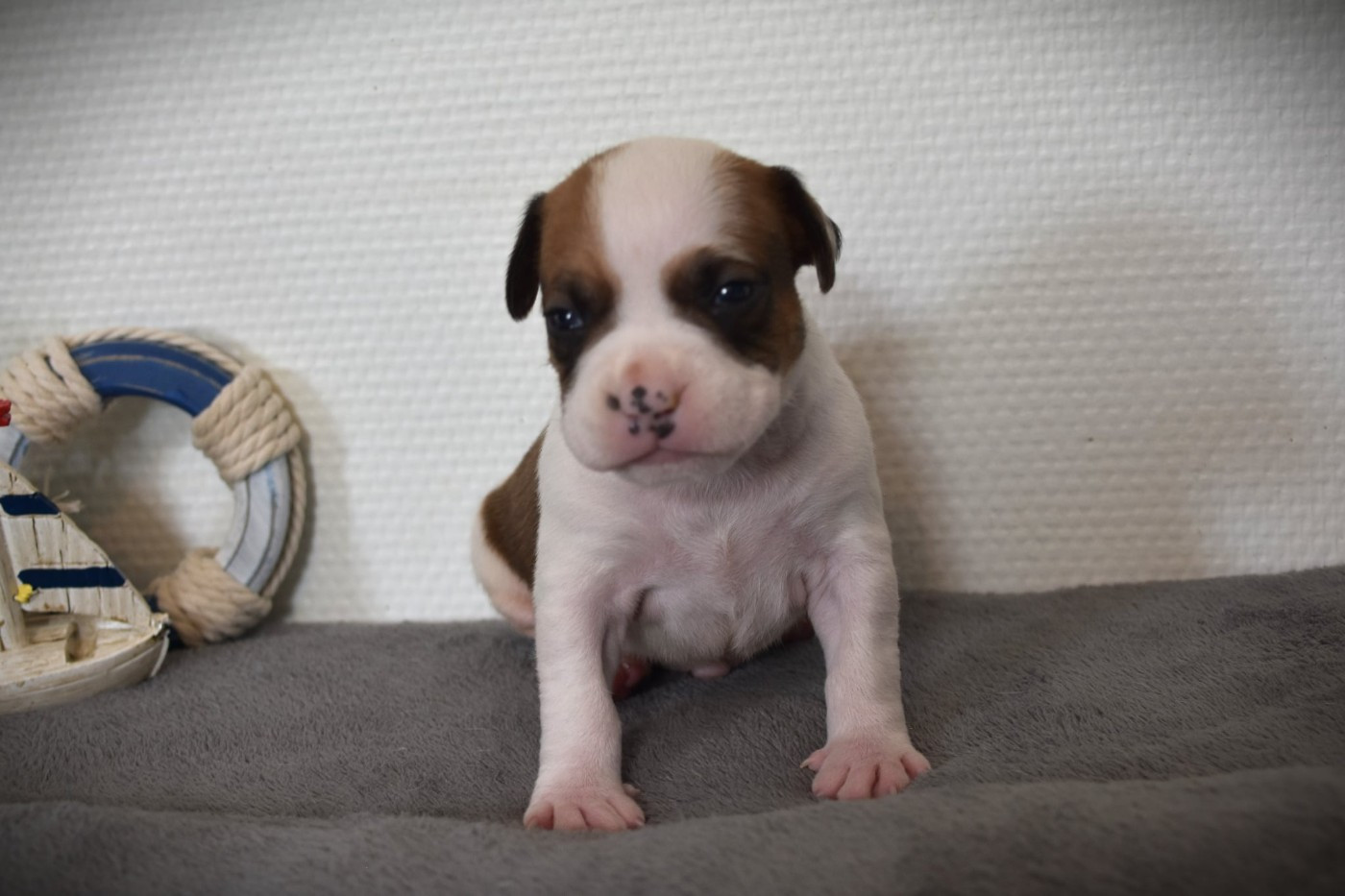 Lechis - Chiots disponibles - American Staffordshire Terrier