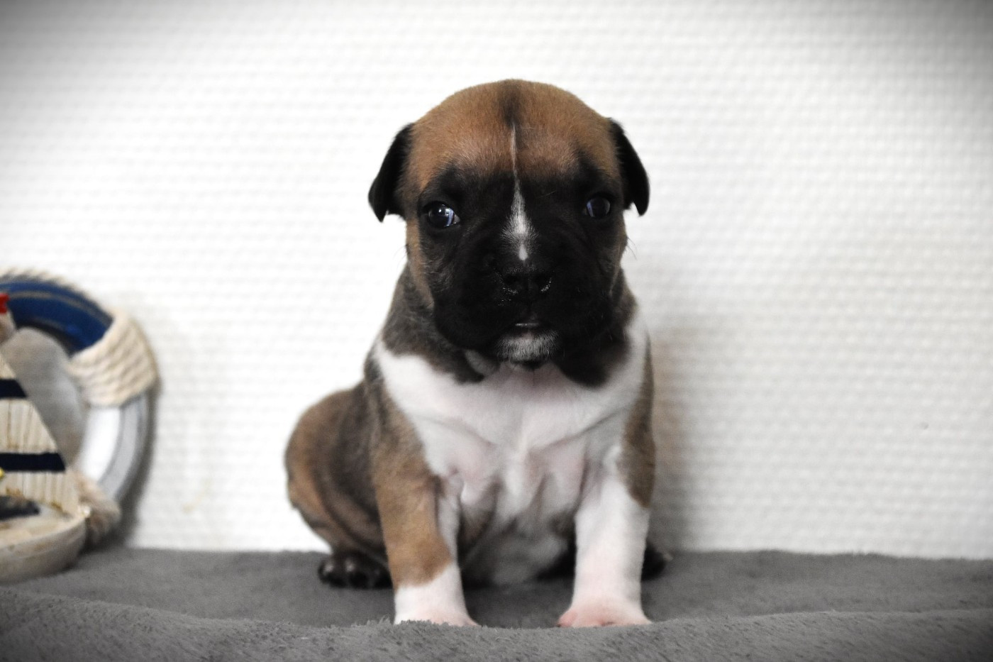 Lechis - Chiots disponibles - American Staffordshire Terrier