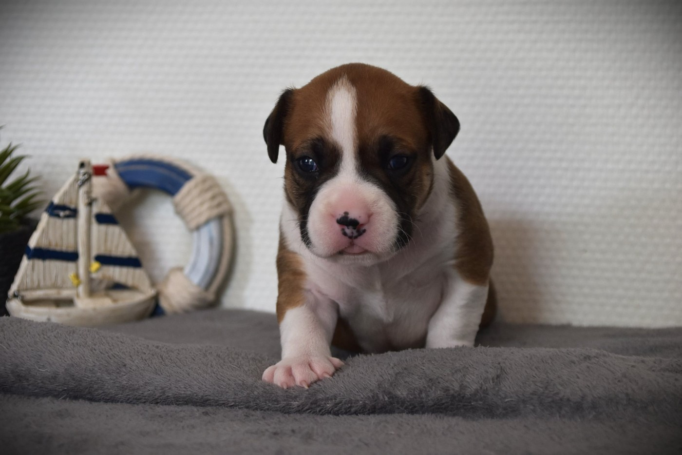 Lechis - Chiots disponibles - American Staffordshire Terrier