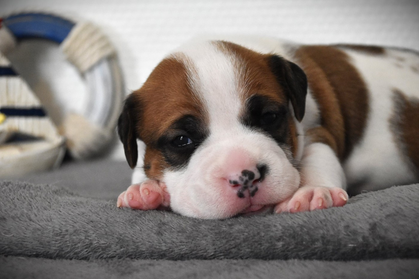 Lechis - Chiots disponibles - American Staffordshire Terrier