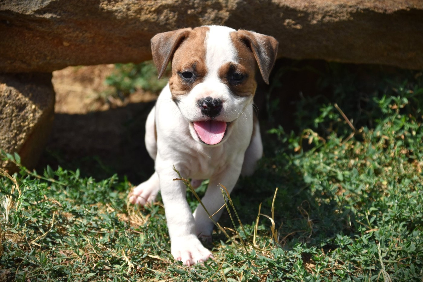 Lechis - Chiots disponibles - American Staffordshire Terrier