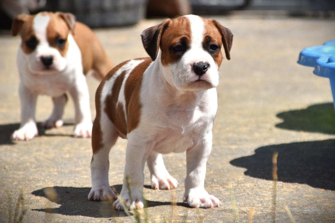 Lechis - Chiots disponibles - American Staffordshire Terrier