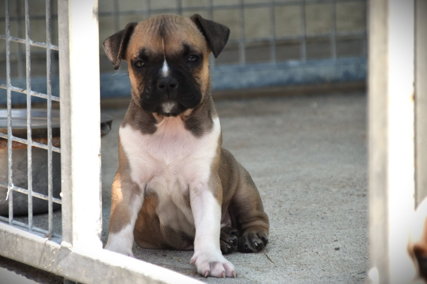 Lechis - Chiots disponibles - American Staffordshire Terrier