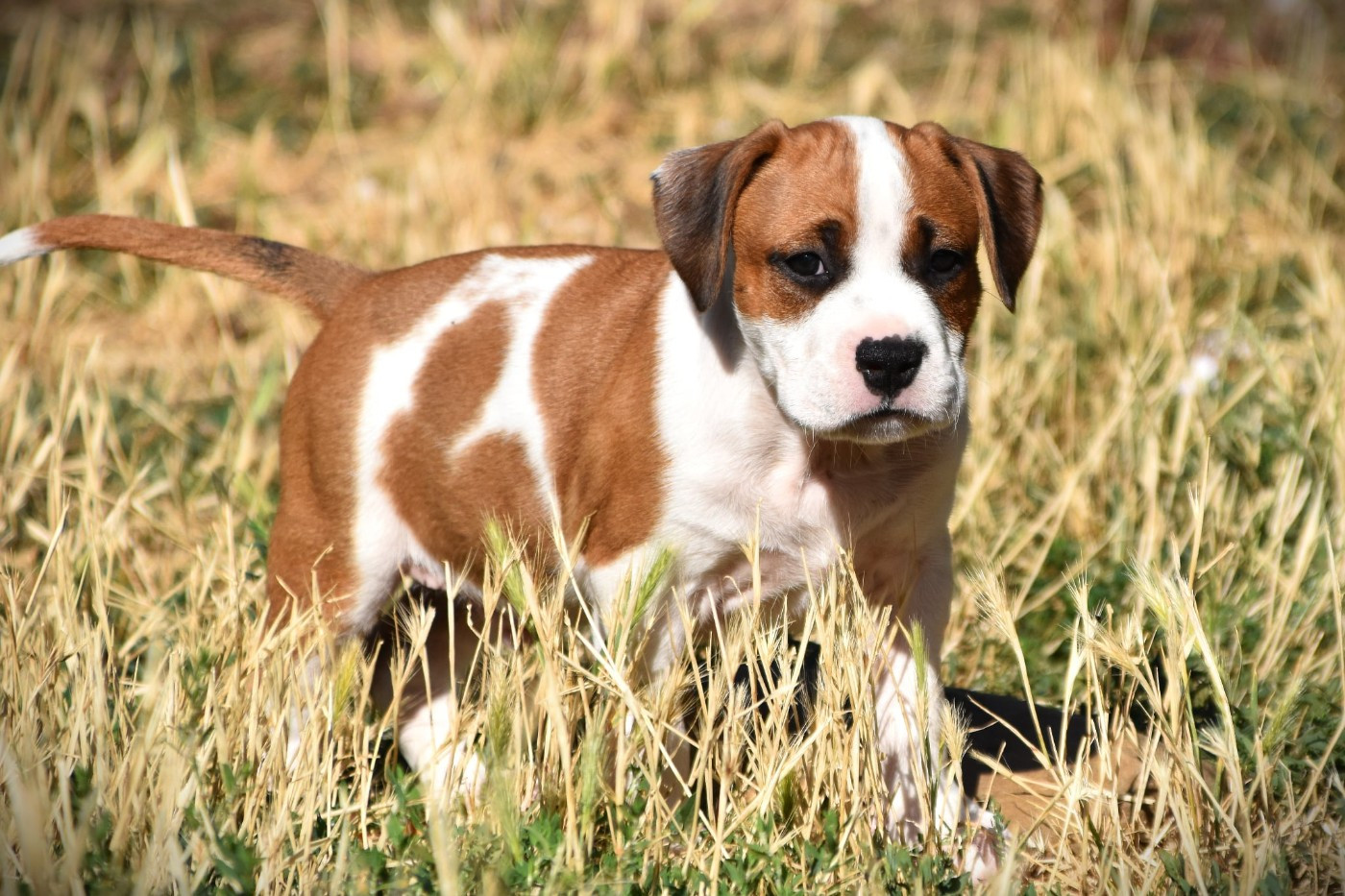 Lechis - Chiots disponibles - American Staffordshire Terrier