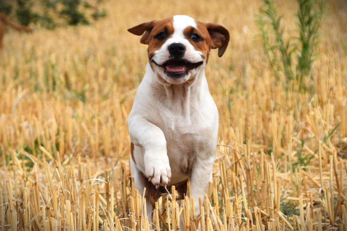 Lechis - Chiots disponibles - American Staffordshire Terrier