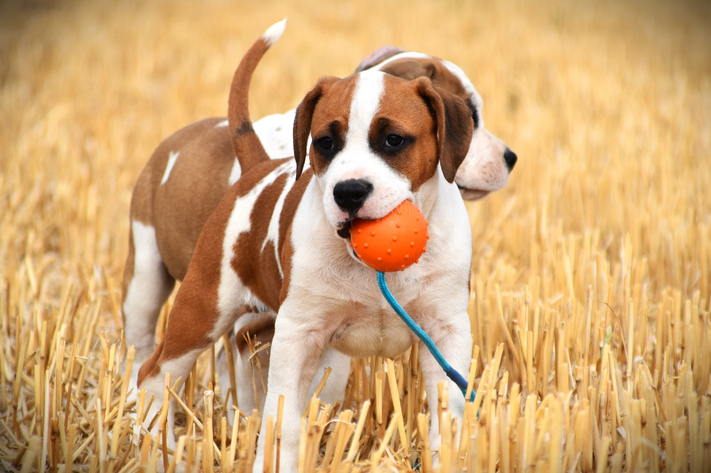 Lechis - Chiots disponibles - American Staffordshire Terrier