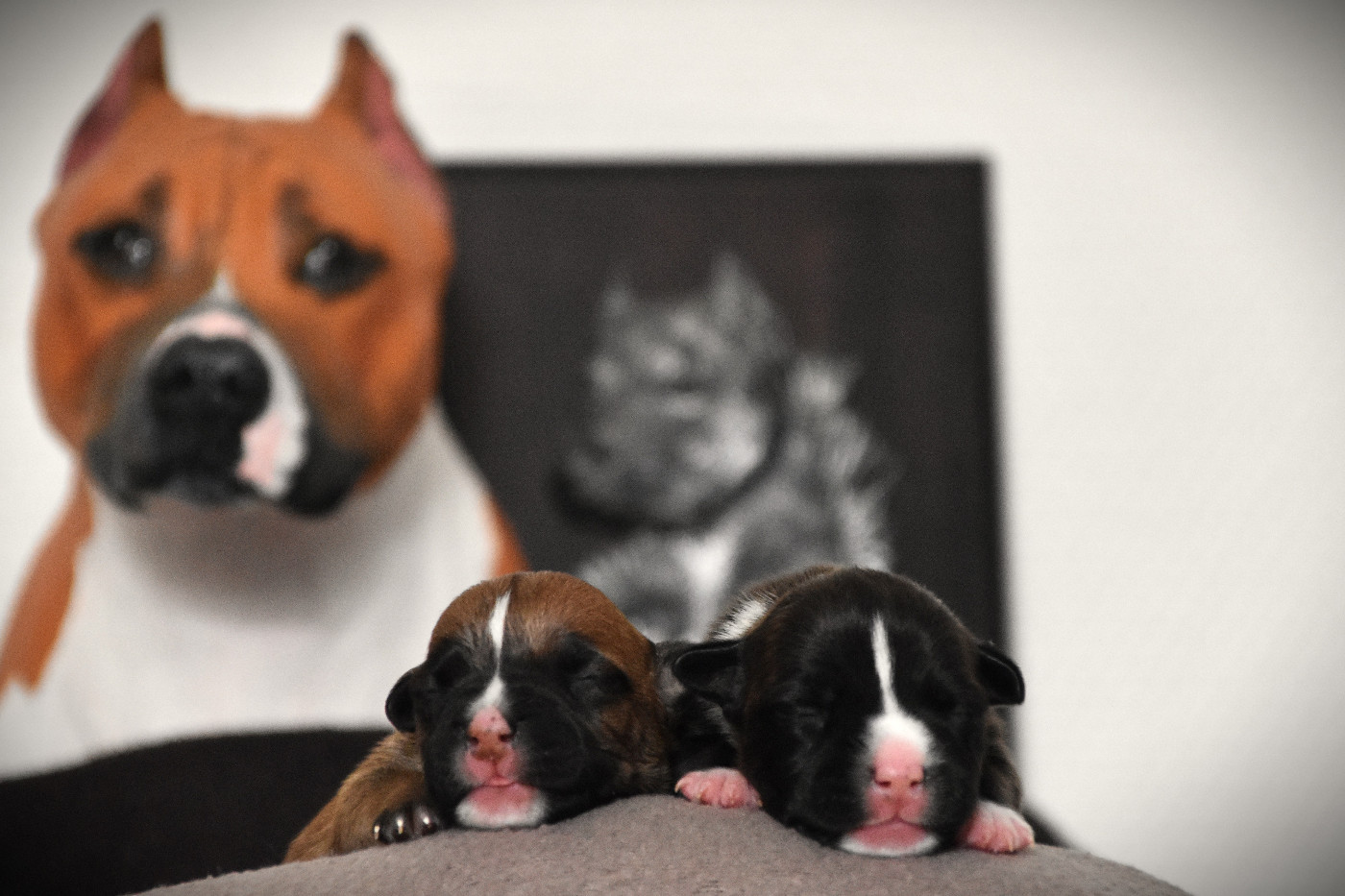 Lechis - Chiots disponibles - American Staffordshire Terrier