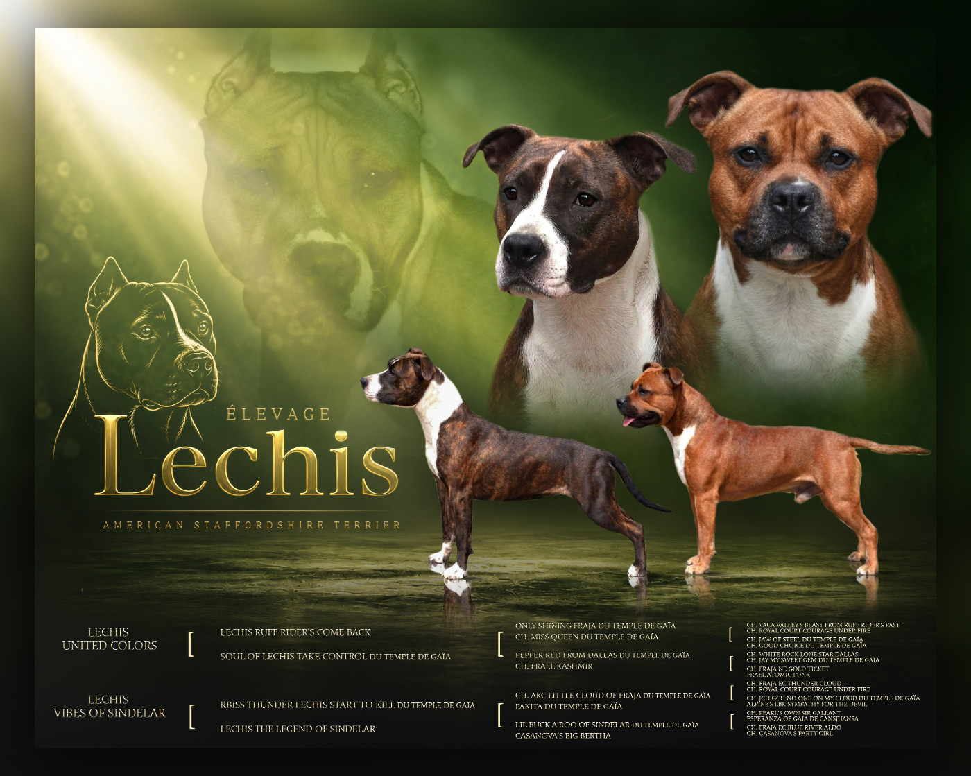 Chiot American Staffordshire Terrier Lechis