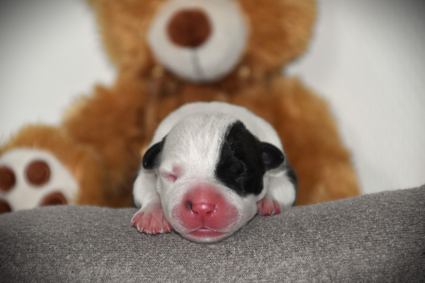 Lechis - Chiots disponibles - American Staffordshire Terrier