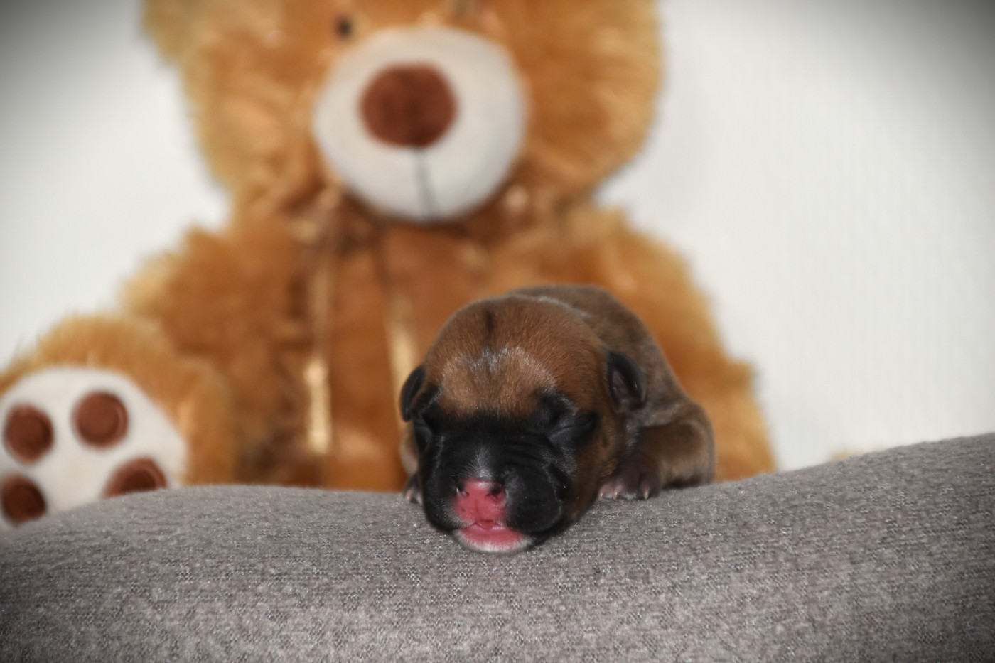 Lechis - Chiots disponibles - American Staffordshire Terrier