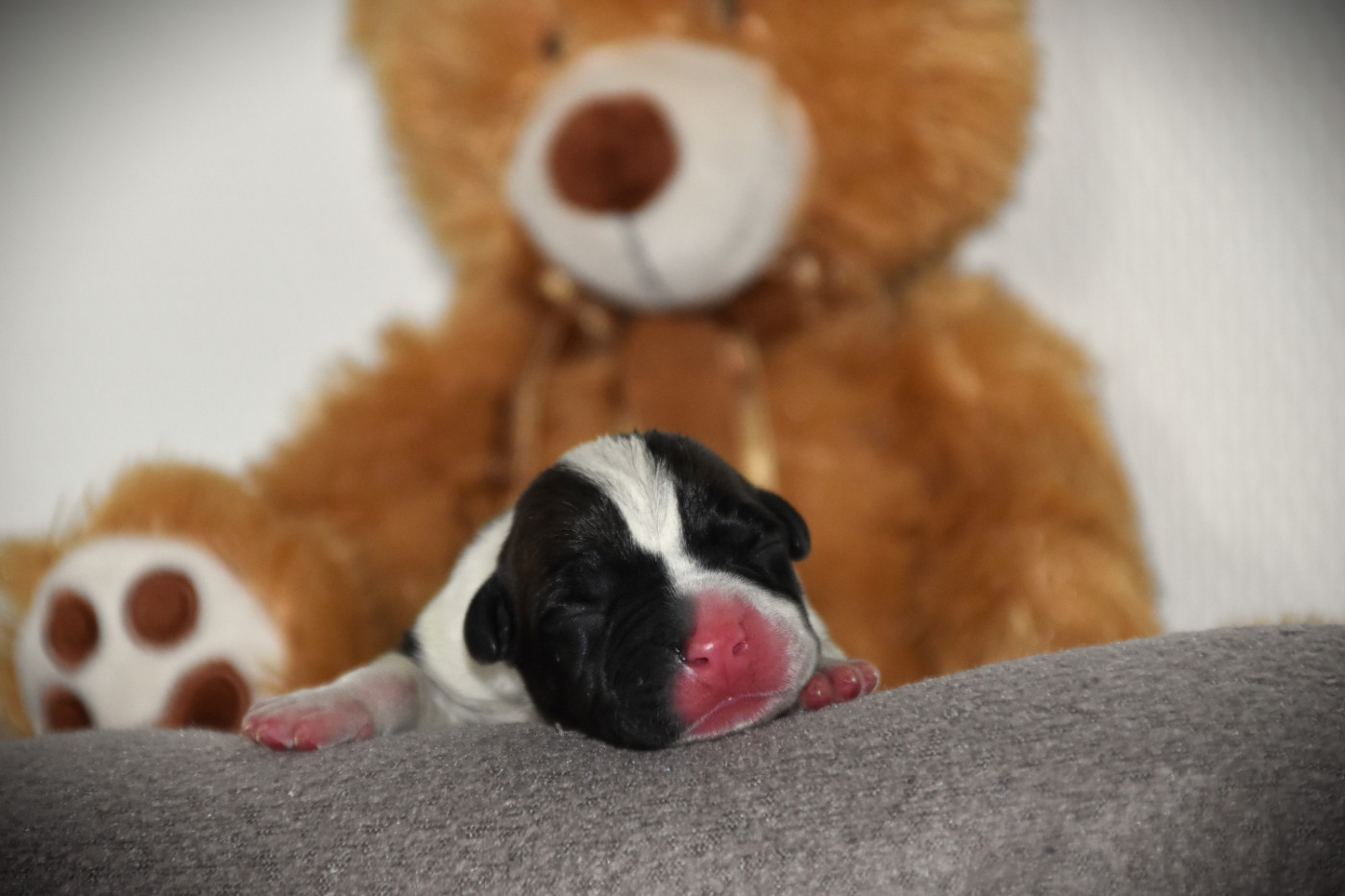 Lechis - Chiots disponibles - American Staffordshire Terrier