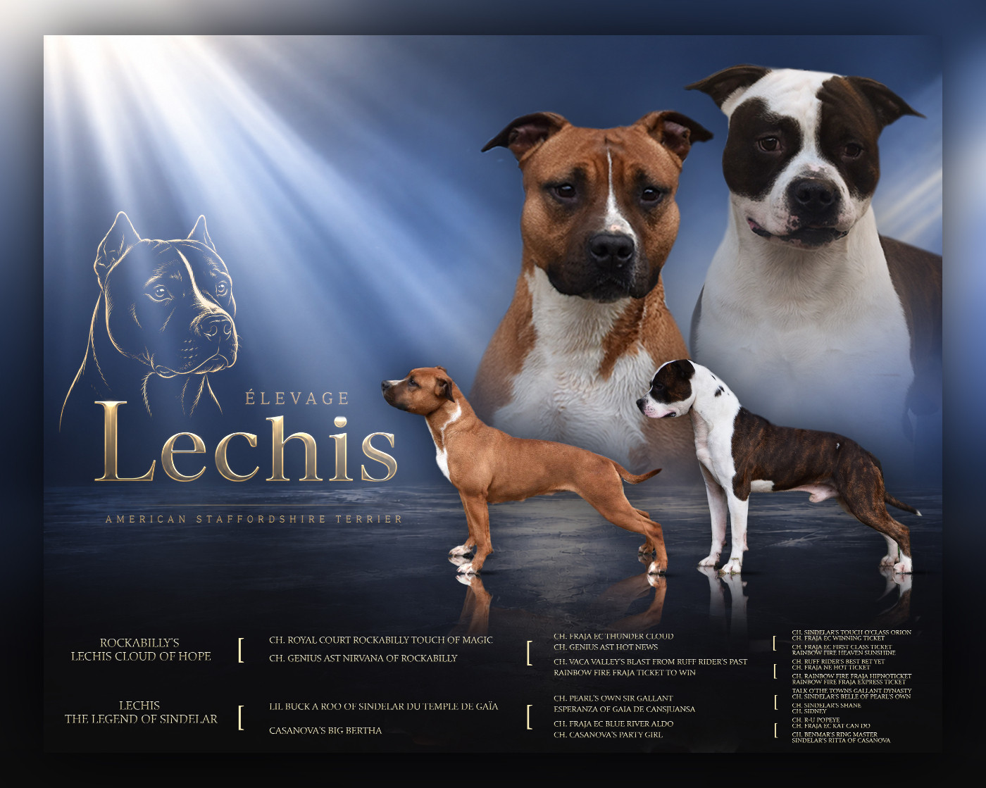 Lechis - American Staffordshire Terrier - Portée née le 26/09/2026
