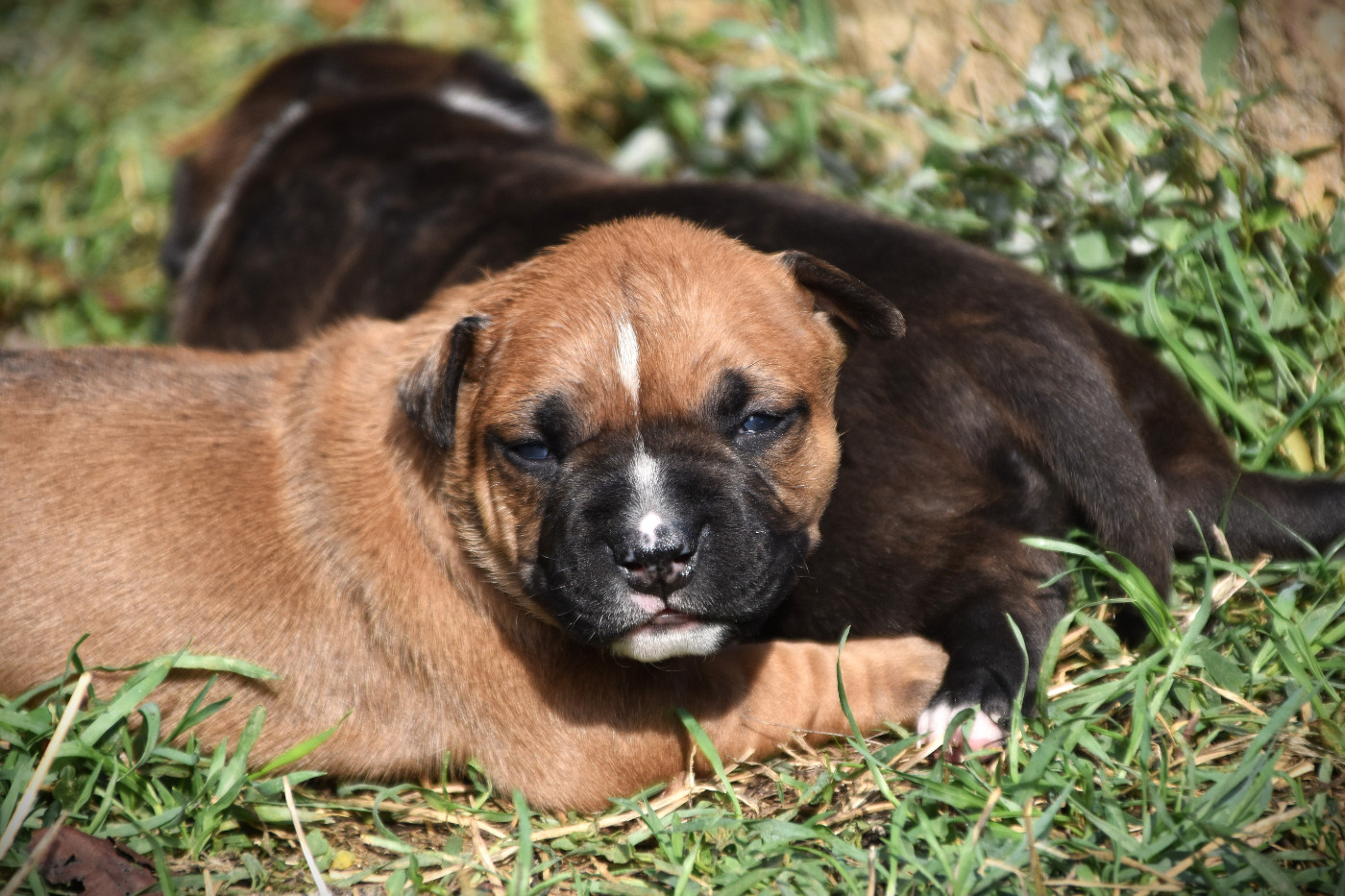 Lechis - Chiots disponibles - American Staffordshire Terrier