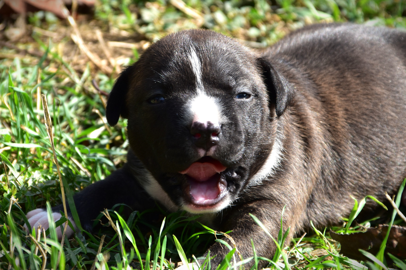 Lechis - Chiots disponibles - American Staffordshire Terrier