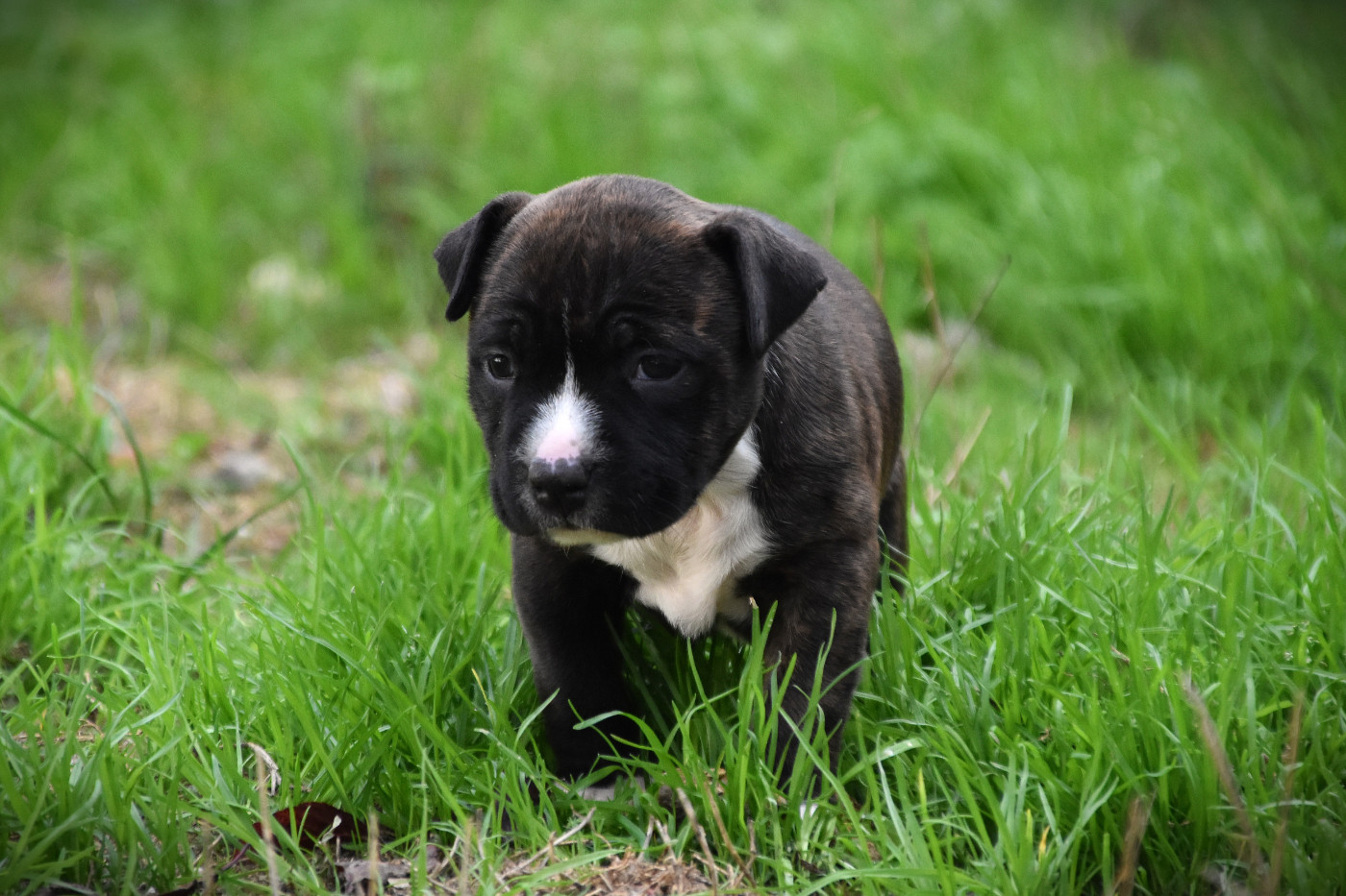 Lechis - Chiots disponibles - American Staffordshire Terrier