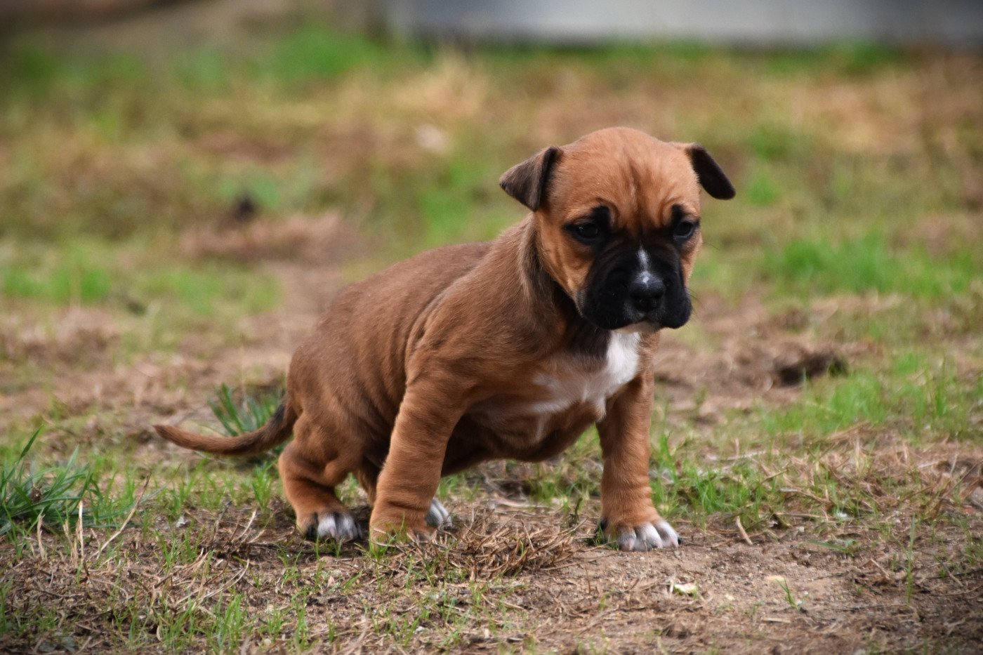 Lechis - Chiots disponibles - American Staffordshire Terrier