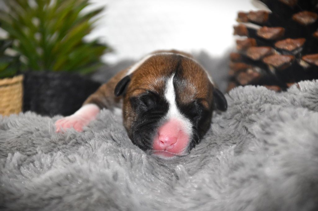 Lechis - Chiots disponibles - American Staffordshire Terrier