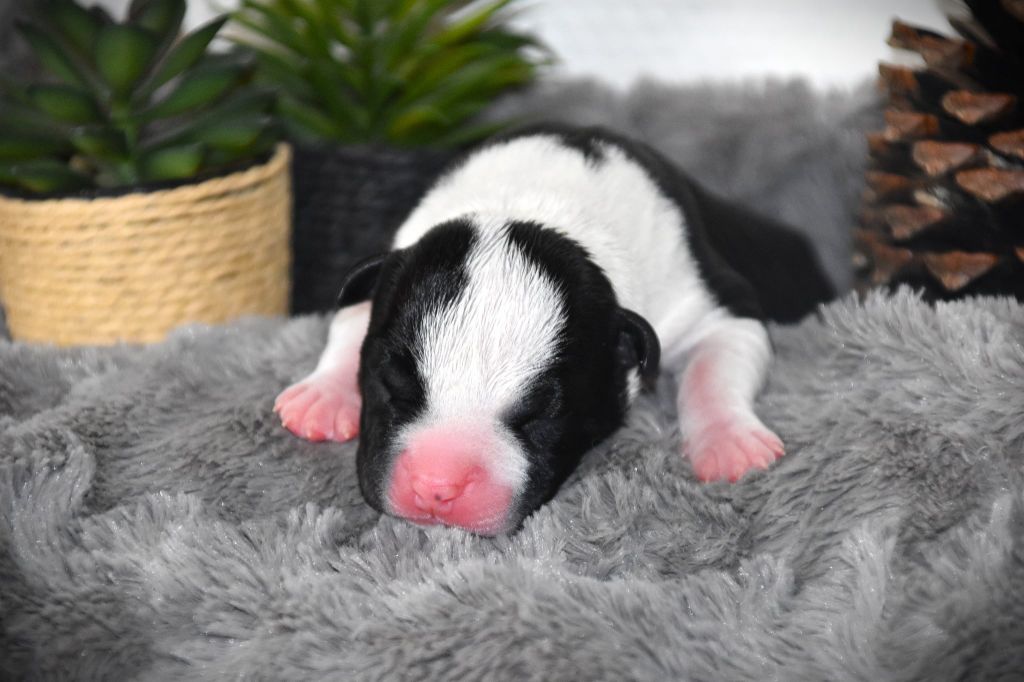 Lechis - Chiots disponibles - American Staffordshire Terrier