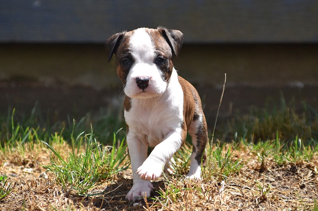 Lechis - Chiots disponibles - American Staffordshire Terrier