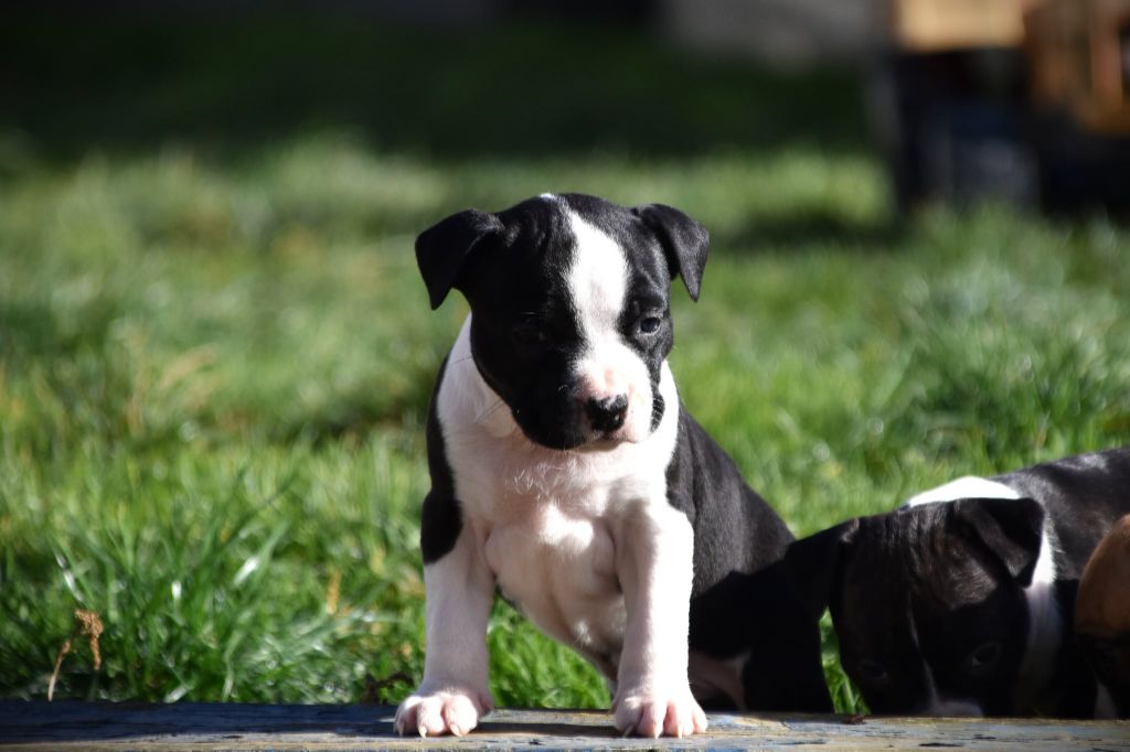 Lechis - Chiots disponibles - American Staffordshire Terrier
