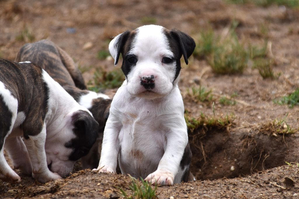 Lechis - Chiots disponibles - American Staffordshire Terrier