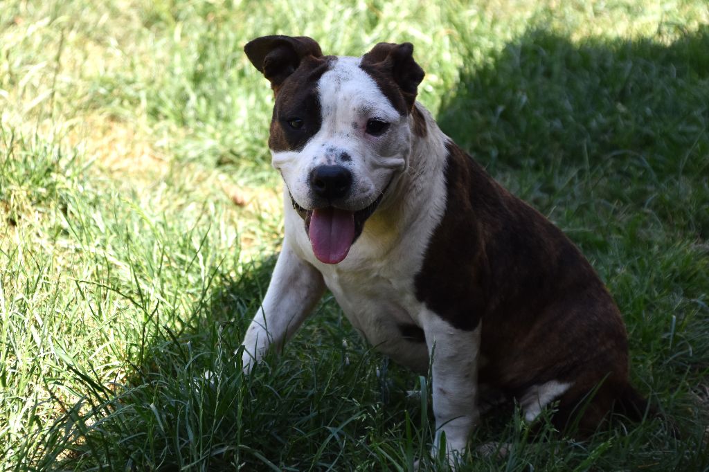 Lechis - Chiots disponibles - American Staffordshire Terrier