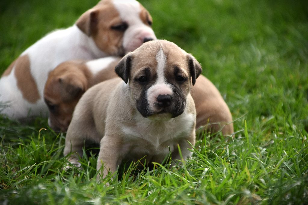Lechis - Chiots disponibles - American Staffordshire Terrier