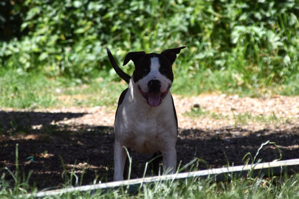 Lechis - Chiots disponibles - American Staffordshire Terrier