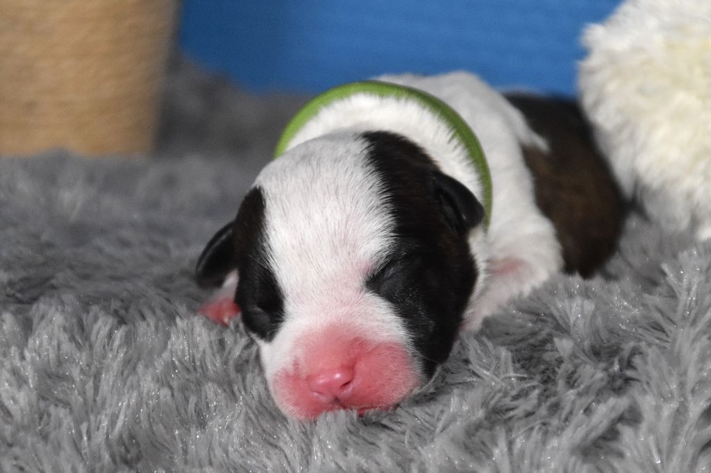 Lechis - Chiots disponibles - American Staffordshire Terrier