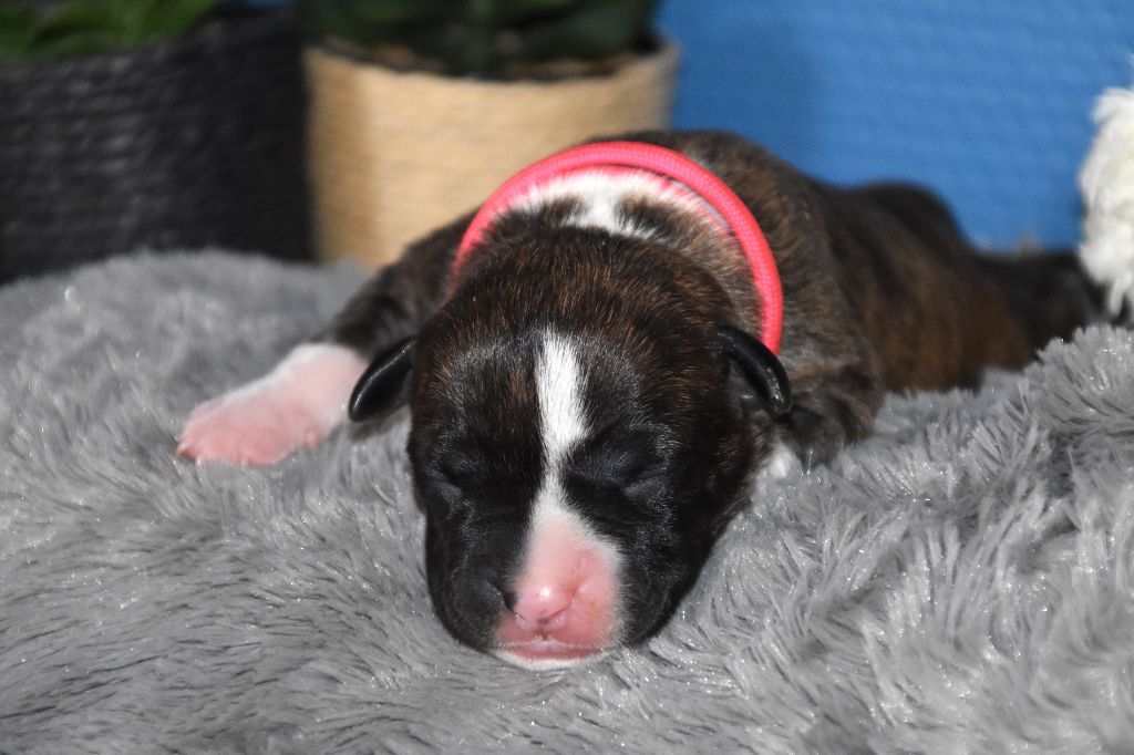 Lechis - Chiots disponibles - American Staffordshire Terrier